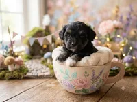 Angus, a male Miniature Aussiedoodle for sale in Sedalia, MO – 4 of 4