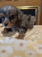 Aaron, a male Miniature Aussiedoodle for sale in Sedalia, MO – 5 of 5