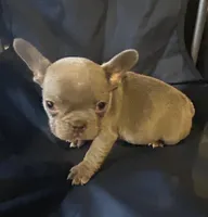 Blu, a male French Bulldog for sale in Sedalia, MO – Photo 4 of 4