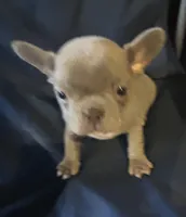 Blu, a male French Bulldog for sale in Sedalia, MO – Photo 1 of 4