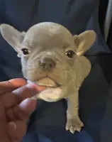 Blu, a male French Bulldog for sale in Sedalia, MO – Photo 3 of 4