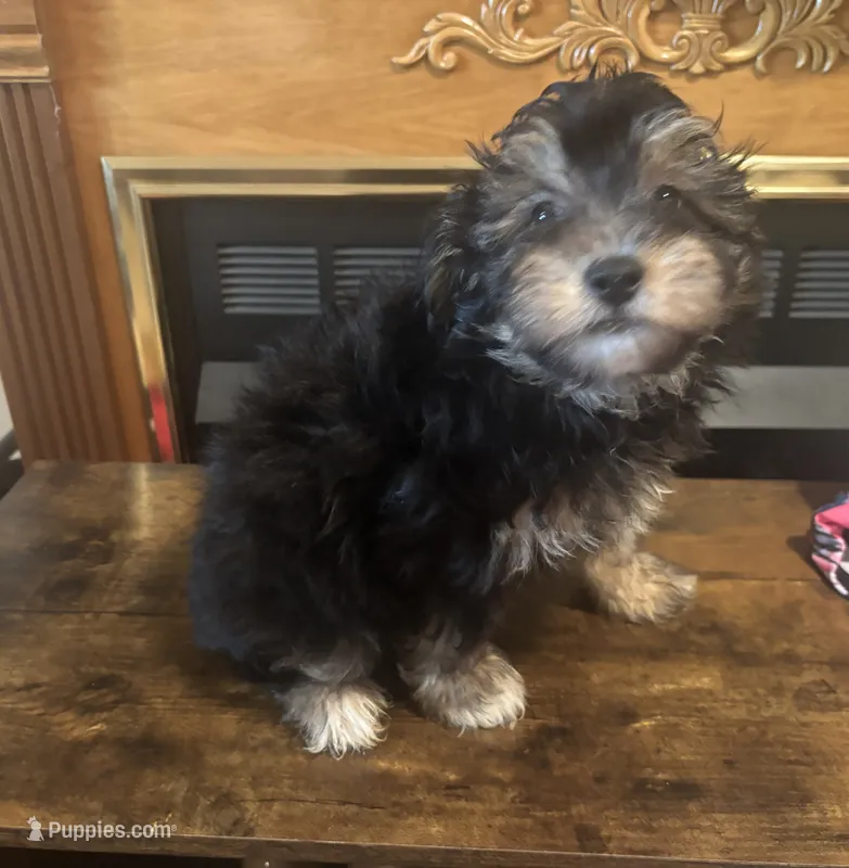 Harriett  – Havapoo puppy for sale in Sedalia, MO