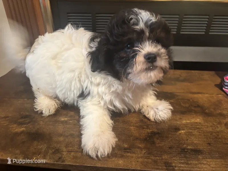 Sherman  – Shihpoo puppy for sale in Sedalia, MO
