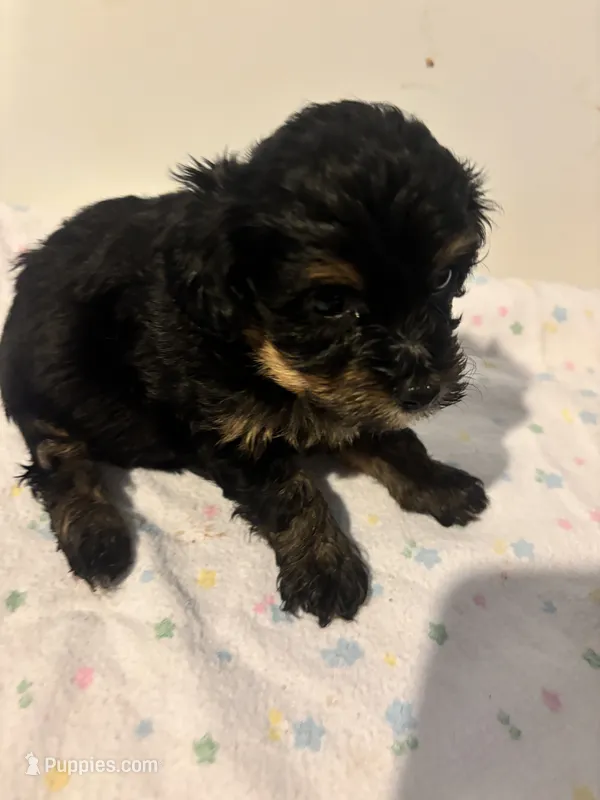 Harlequin   – Havapoo puppy for sale in Sedalia, MO