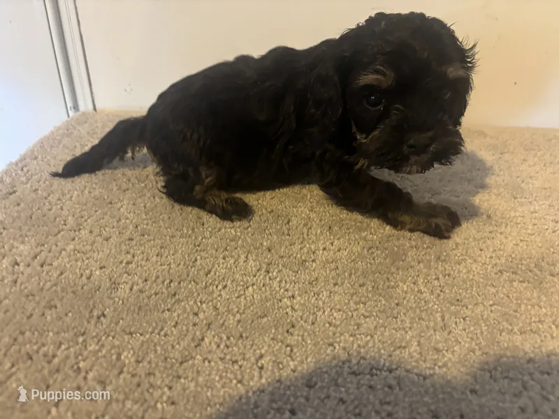 Cole – Cavapoo puppy for sale in Sedalia, MO
