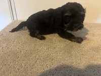 Cole, a male Cavapoo for sale in Sedalia, MO – 1 of 4