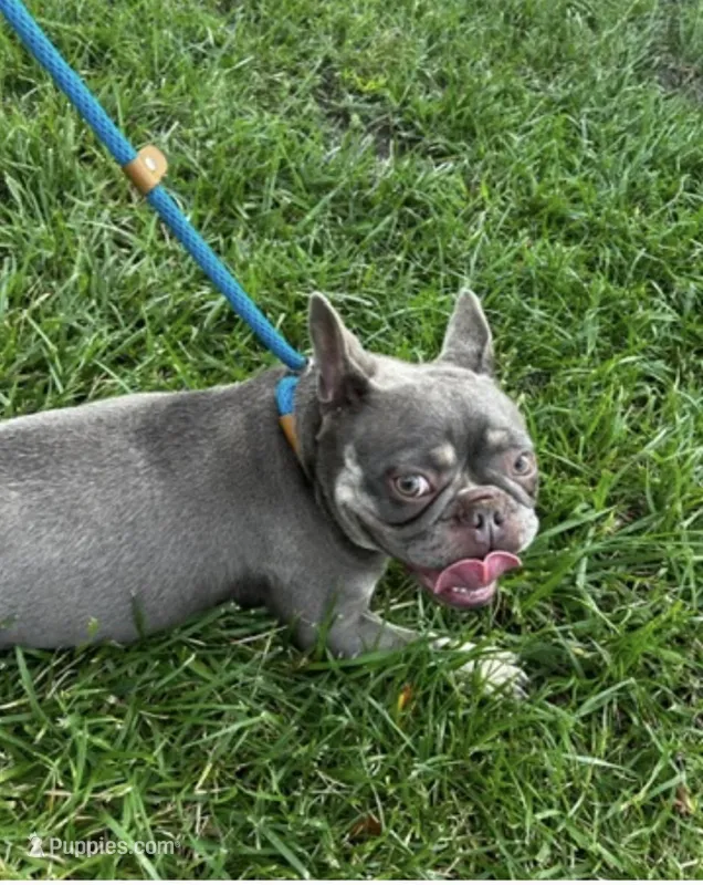 Penny  – French Bulldog puppy for sale in Sedalia, MO