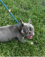 Penny , a female French Bulldog for sale in Sedalia, MO – 1 of 1