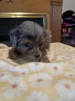 Aaron, a male Miniature Aussiedoodle for sale in Sedalia, MO – 4 of 5