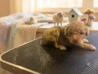 Arlo, a male Miniature Aussiedoodle for sale in Sedalia, MO – 2 of 4