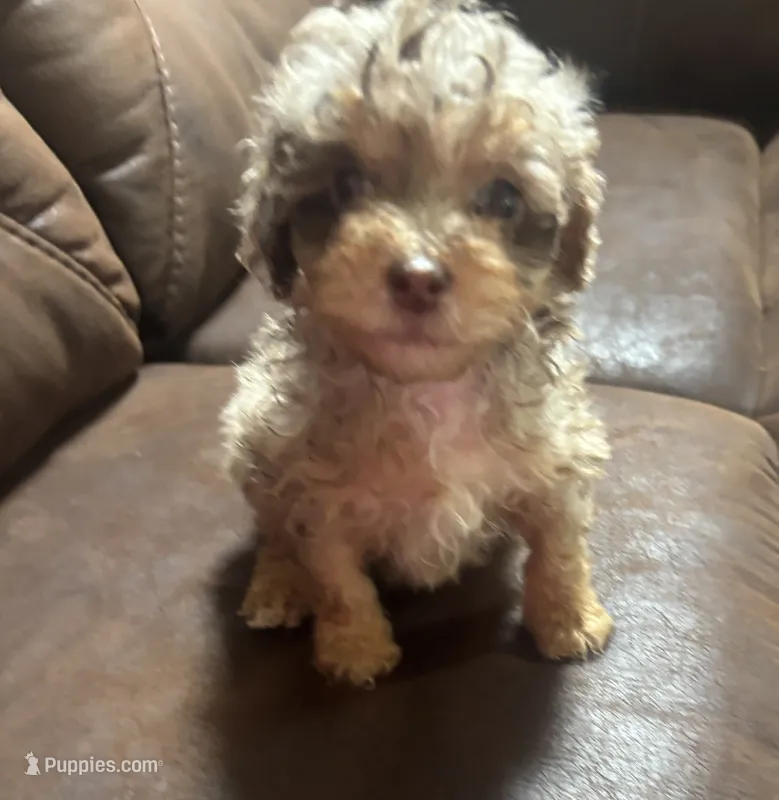 Agatha  – Miniature Aussiedoodle puppy for sale in Sedalia, MO