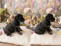 Angus, a male Miniature Aussiedoodle for sale in Sedalia, MO – 2 of 4