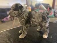 Aggie , a female Miniature Aussiedoodle for sale in Sedalia, MO – 3 of 3
