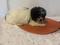 Sherman , a male Shihpoo for sale in Sedalia, MO – 4 of 4