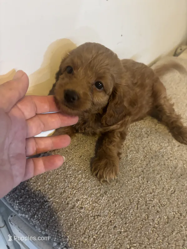 Cinnamon  – Cavapoo puppy for sale in Sedalia, MO