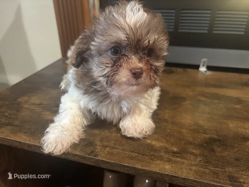 Holland – Shihpoo puppy for sale in Sedalia, MO