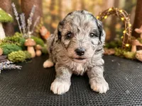 Aggie , a female Miniature Aussiedoodle for sale in Sedalia, MO – 2 of 3