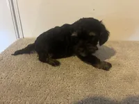 Cole, a male Cavapoo for sale in Sedalia, MO – 3 of 4