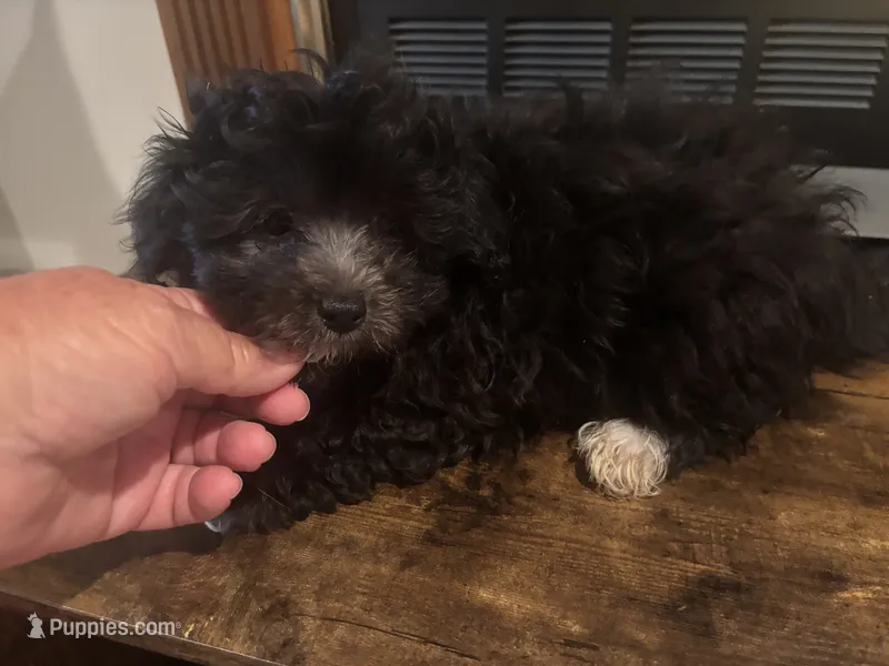 Helen  – Havapoo puppy for sale in Sedalia, MO