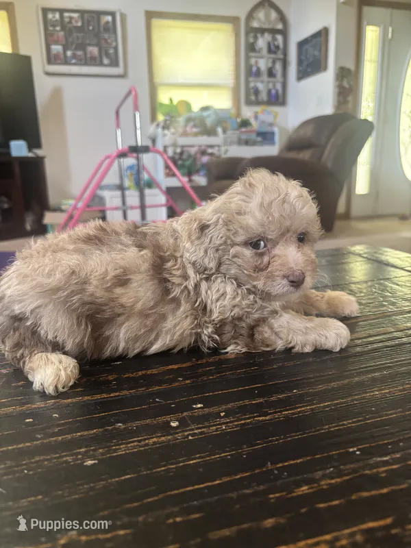 Arlo – Miniature Aussiedoodle puppy for sale in Sedalia, MO