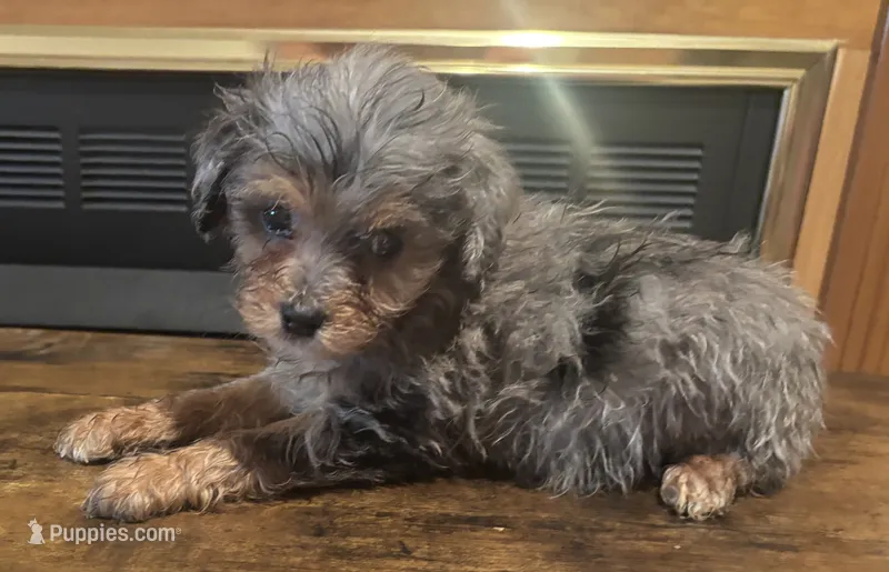 Aaron – Miniature Aussiedoodle puppy for sale in Sedalia, MO