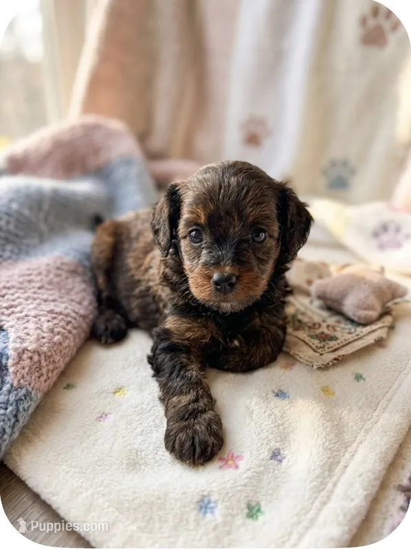 Harlow, a male Havapoo for sale in Sedalia, MO – 1 of 1