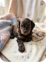 Harlow, a male Havapoo for sale in Sedalia, MO – 1 of 1