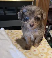 Agatha , a female Miniature Aussiedoodle for sale in Sedalia, MO – 4 of 4