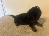 Carmen, a female Cavapoo for sale in Sedalia, MO – 2 of 3