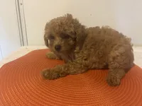 Red pepper , a male Poodle - Miniature  for sale in Sedalia, MO – 2 of 4