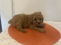Red pepper , a male Poodle - Miniature  for sale in Sedalia, MO – 4 of 4