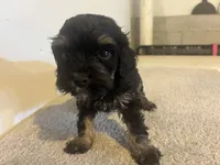 Cole, a male Cavapoo for sale in Sedalia, MO – 2 of 4