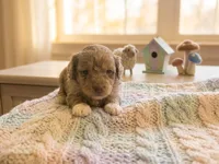 Arlo, a male Miniature Aussiedoodle for sale in Sedalia, MO – 1 of 4