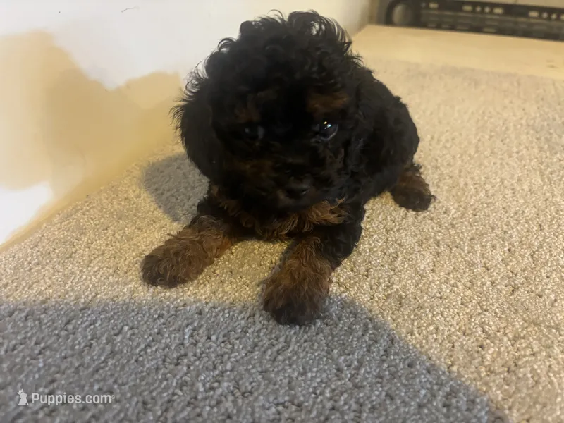 Carmen – Cavapoo puppy for sale in Sedalia, MO