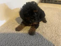Carmen, a female Cavapoo for sale in Sedalia, MO – 1 of 3