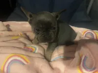 Bronco blu, a male French Bulldog for sale in Sedalia, MO – Photo 1 of 6