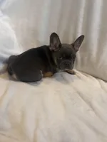 Broncy blu, a male French Bulldog for sale in Sedalia, MO – Photo 4 of 7