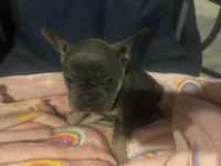 Bronco blu, a male French Bulldog for sale in Sedalia, MO – Photo 4 of 6