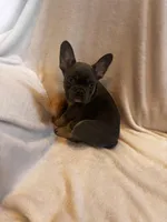 Broncy blu, a male French Bulldog for sale in Sedalia, MO – Photo 7 of 7