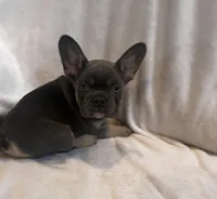 Broncy blu, a male French Bulldog for sale in Sedalia, MO – Photo 6 of 7