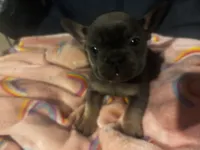 Bronco blu, a male French Bulldog for sale in Sedalia, MO – Photo 6 of 6