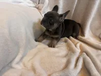 Broncy blu, a male French Bulldog for sale in Sedalia, MO – Photo 3 of 7