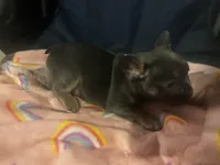 Bronco blu, a male French Bulldog for sale in Sedalia, MO – Photo 2 of 6