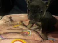 Bronco blu, a male French Bulldog for sale in Sedalia, MO – Photo 3 of 6