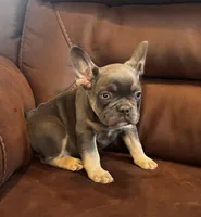 Broncy blu, a male French Bulldog for sale in Sedalia, MO – Photo 2 of 7