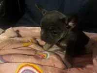 Bronco blu, a male French Bulldog for sale in Sedalia, MO – Photo 5 of 6