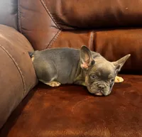 Broncy blu, a male French Bulldog for sale in Sedalia, MO – Photo 5 of 7