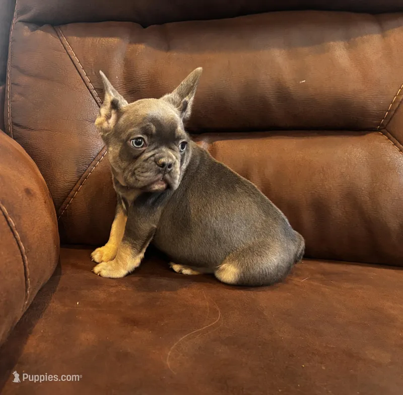 Broncy blu – French Bulldog puppy for sale in Sedalia, MO