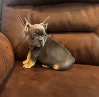 Broncy blu, a male French Bulldog for sale in Sedalia, MO – Photo 1 of 7