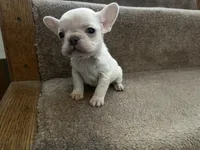 Micro Frosty, a male French Bulldog for sale in Sedalia, MO – Photo 2 of 8
